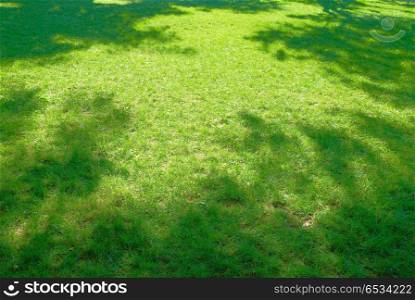 Green grass. Green sunny grass with shadows for background