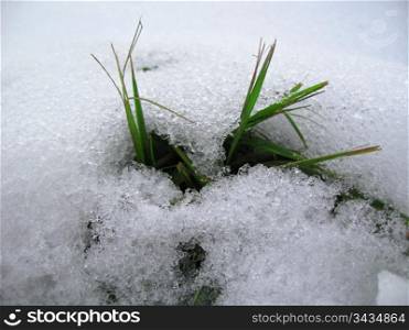 Green grass grow up under the snow