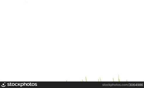 Green grass growing isolated on white, smooth timelapse. With copy space on the left side for your text.