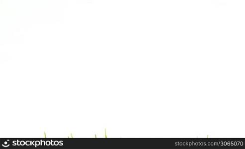 Green grass growing isolated on white, smooth timelapse with slow forward motion.