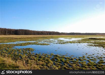 Green grass in a beautiful wetland at the swedish island Oland