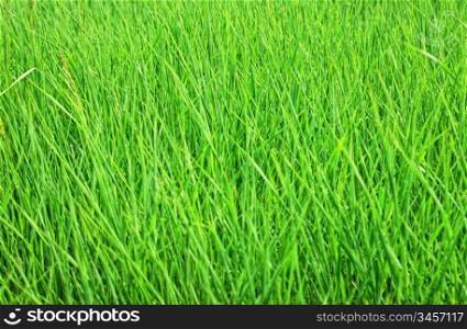 green grass in a meadow