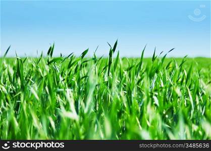 green grass in a meadow