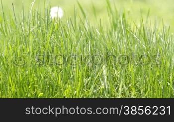 green grass in a meadow.