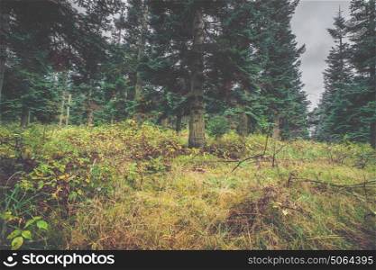 Green grass in a pine forest in the fall