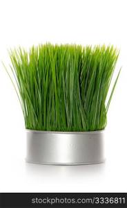 Green grass in a pot isolated on a white background.