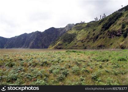 Green grass in caldera near volcano Bromo, Indonesia