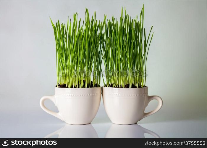 Green grass in cups. Fresh wheat plant composition