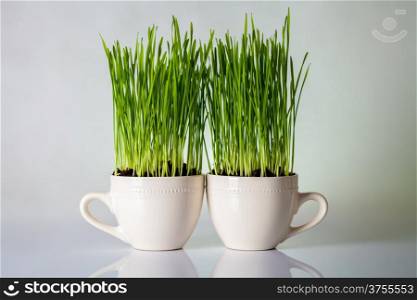 Green grass in cups. Fresh wheat plant composition