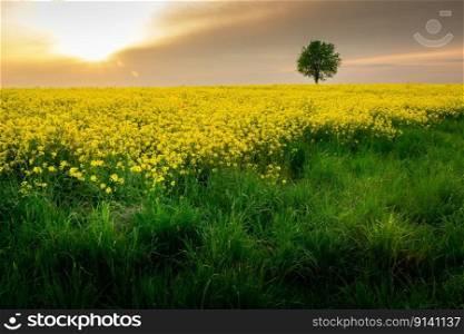 Green grass in front of a yellow field of rape, a solitary tree and the sun behind the grey clouds, Czulczyce, Poland