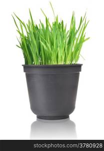 Green grass in pot. Isolated on white