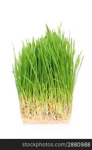 Green grass in soil isolated on white background
