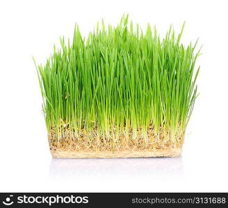 Green grass in soil isolated on white background