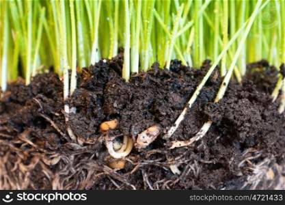Green grass in soil with water drops and roots, macro shot