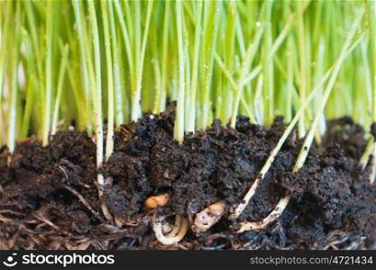 Green grass in soil with water drops and roots, macro shot