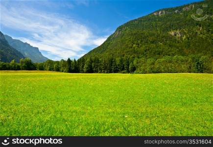 Green Grass in the Bavarian Alps, Germany