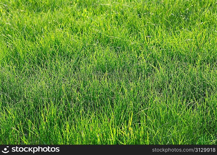Green grass in the park as a background