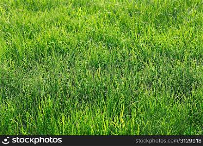 Green grass in the park as a background