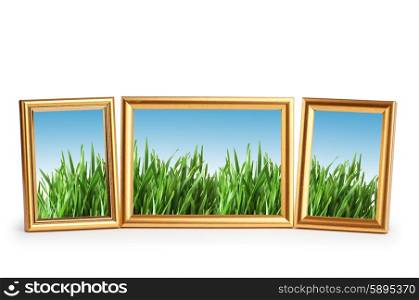 Green grass in the picture frames
