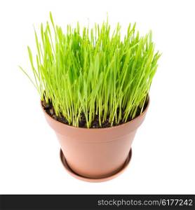 Green grass in the plant pot isolated on white background