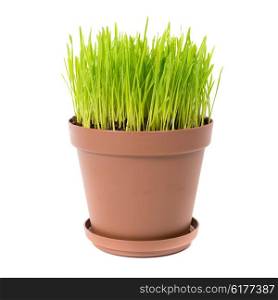 Green grass in the plant pot isolated on white background