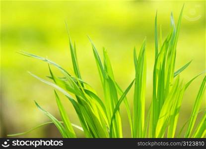 Green grass isolated on green background