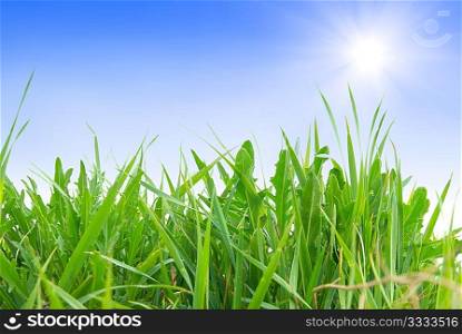 Green grass isolated on the white background
