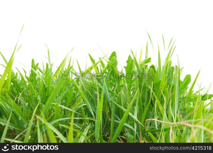 Green grass isolated on the white background