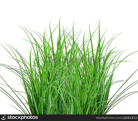 Green Grass isolated on white