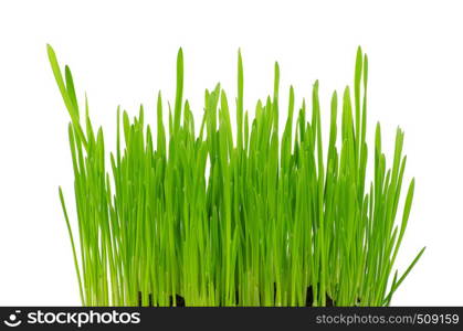 green grass isolated on white