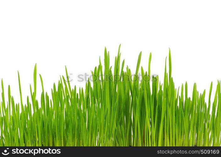 green grass isolated on white