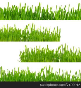 green grass isolated on white background