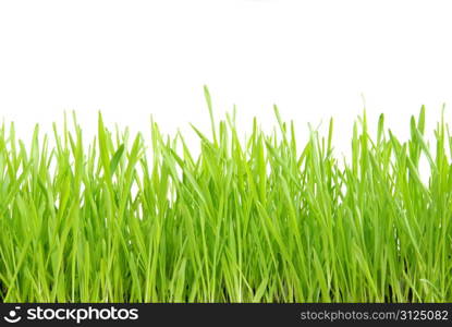 Green grass isolated on white background