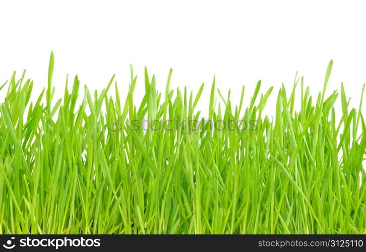 Green grass isolated on white background