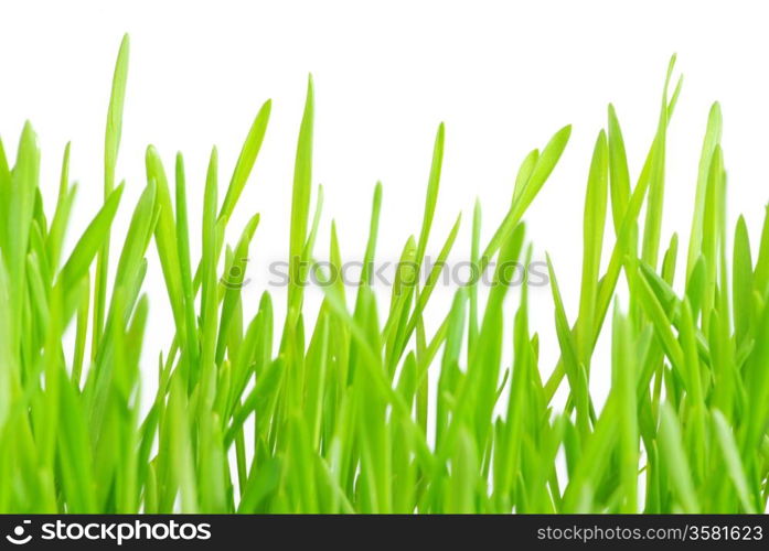 Green grass isolated on white background