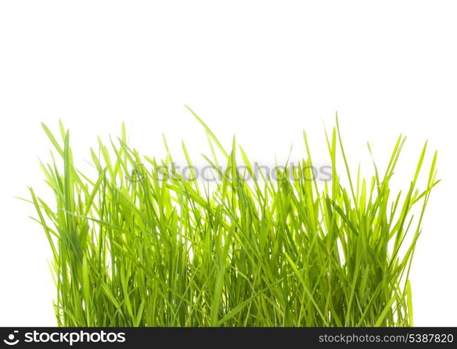 Green grass isolated on white for design