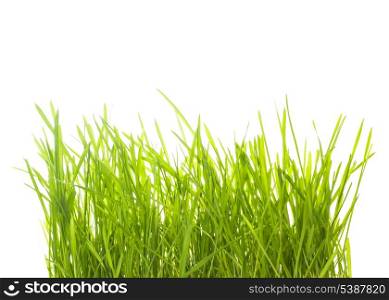 Green grass isolated on white for design