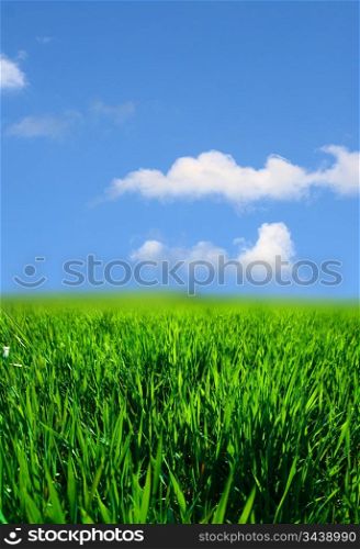 green grass landscape nature background