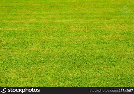 Green grass lawn in sublight background.
