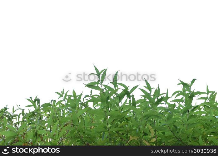 Green grass lush bush isolated on white background