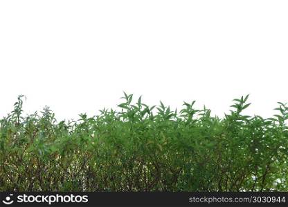 Green grass lush bush isolated on white background