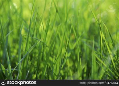 Green grass macro background with grass blades