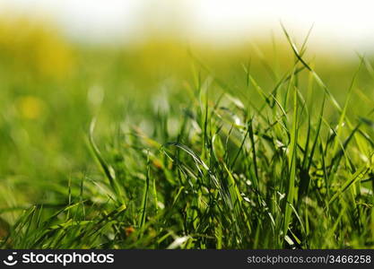 green grass macro close up