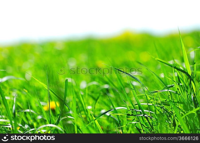 green grass macro close up