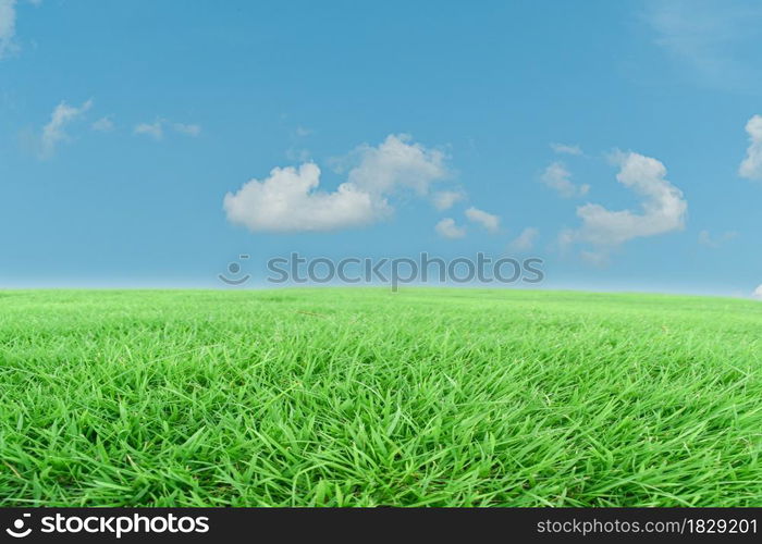 Green grass meadow and blue sky background. Natural field landscape