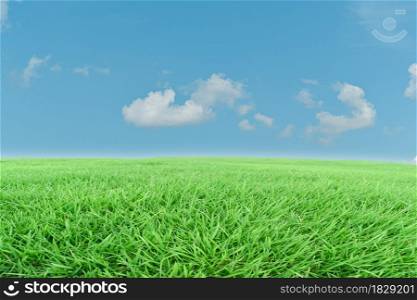 Green grass meadow and blue sky background. Natural field landscape