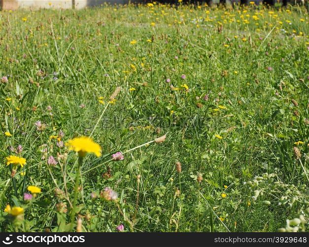 Green grass meadow background. Green grass meadow texture useful as a background