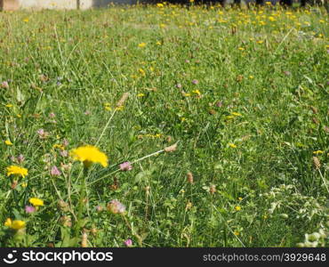 Green grass meadow background. Green grass meadow texture useful as a background