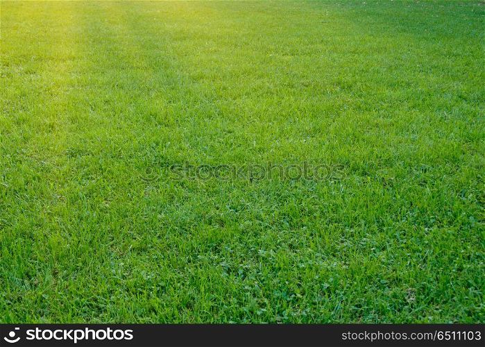 Green grass meadow nature background. Green grass meadow nature background. Sun rays on green. Green grass meadow nature background
