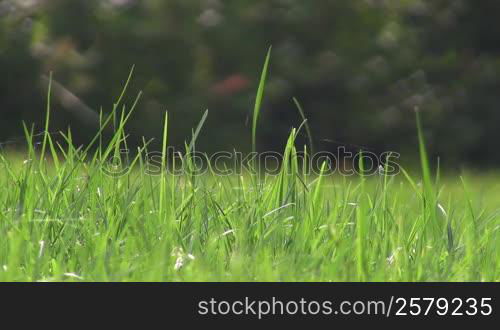 green grass moving in the wind.